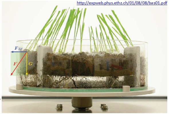 Katzengras.jpg